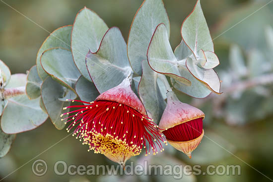 Rose of the West wildflower (Eucalyptus macrocarpa). Northern Heathlands, Western Australia. Photo - Gary Bell Rose of the West wildflower (Eucalyptus macrocarpa). Northern Heathlands, Western Australia. Photo - Gary Bell
