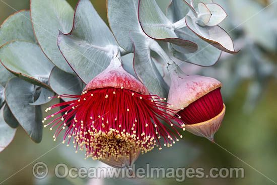 Rose of the West wildflower (Eucalyptus macrocarpa). Northern Heathlands, Western Australia. Photo - Gary Bell Rose of the West wildflower (Eucalyptus macrocarpa). Northern Heathlands, Western Australia. Photo - Gary Bell