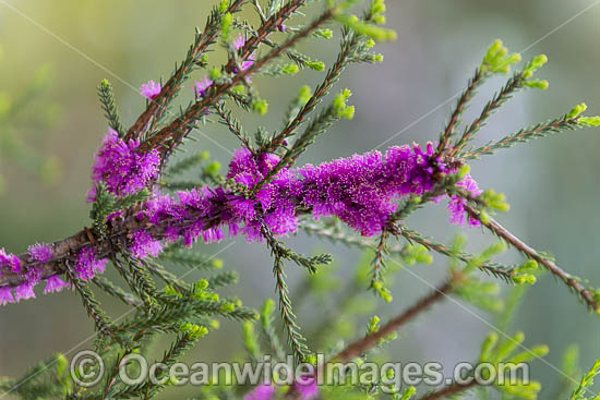 Corky Honeymyrtle wildflower (Melaleuca suberosa). Native to southern Western Australia, Australia. Photo - Gary Bell