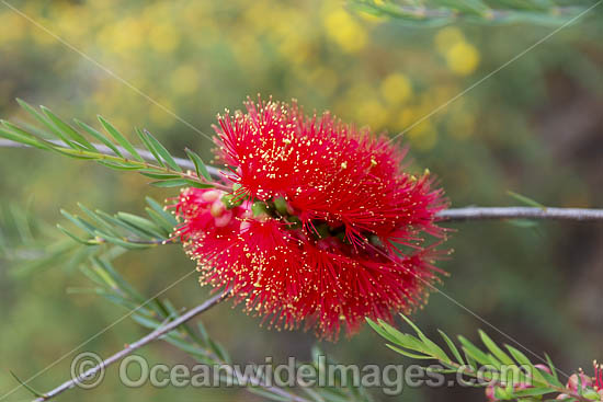Robin Redbreast wildflower (Melaleuca lateritia). South-west region, Western Australia. Photo - Gary Bell