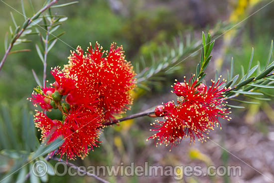 Robin Redbreast wildflower (Melaleuca lateritia). South-west region, Western Australia. Photo - Gary Bell