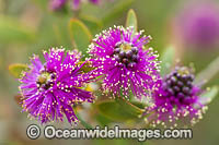 Melaleuca wildflower Photo - Gary Bell