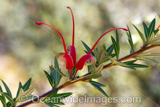 Grevillea wildflower (Grevillea tripartita subsp. macrostylis). Endemic to Esperance Plains, Western Australia. Photo - Gary Bell Grevillea wildflower (Grevillea tripartita subsp. macrostylis). Endemic to Esperance Plains, Western Australia. Photo - Gary Bell