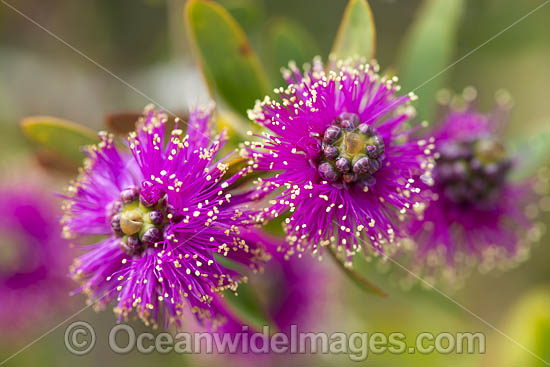 Melaleuca wildflower (Melaleuca conothamnoides). Endemic to the south-west of Western Australia. Photo - Gary Bell