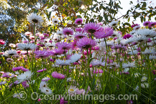 Pink Paper-daisy wildflower (Rhodanthe chlorocephala). Northern Heathland, Western Australia. Photo - Gary Bell Pink Paper-daisy wildflower (Rhodanthe chlorocephala). Northern Heathland, Western Australia. Photo - Gary Bell