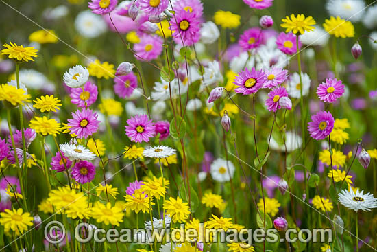 Pink Paper-daisy wildflower (Rhodanthe chlorocephala). Northern Heathland, Western Australia. Photo - Gary Bell Pink Paper-daisy wildflower (Rhodanthe chlorocephala). Northern Heathland, Western Australia. Photo - Gary Bell