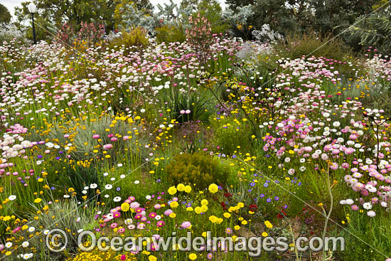 Pink Paper-daisy wildflower (Rhodanthe chlorocephala). Northern Heathland, Western Australia. Photo - Gary Bell Pink Paper-daisy wildflower (Rhodanthe chlorocephala). Northern Heathland, Western Australia. Photo - Gary Bell