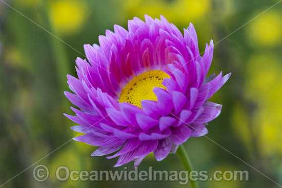 Pink Paper-daisy wildflower (Rhodanthe chlorocephala). Northern Heathland, Western Australia. Photo - Gary Bell Pink Paper-daisy wildflower (Rhodanthe chlorocephala). Northern Heathland, Western Australia. Photo - Gary Bell