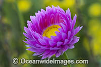 Pink Paper-daisy wildflower Photo - Gary Bell