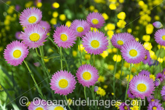 Pink Paper-daisy wildflower (Rhodanthe chlorocephala). Northern Heathland, Western Australia. Photo - Gary Bell Pink Paper-daisy wildflower (Rhodanthe chlorocephala). Northern Heathland, Western Australia. Photo - Gary Bell