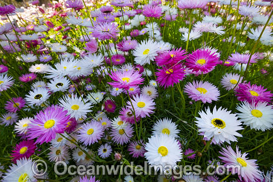 Pink Paper-daisy wildflower (Rhodanthe chlorocephala). Northern Heathland, Western Australia. Photo - Gary Bell Pink Paper-daisy wildflower (Rhodanthe chlorocephala). Northern Heathland, Western Australia. Photo - Gary Bell