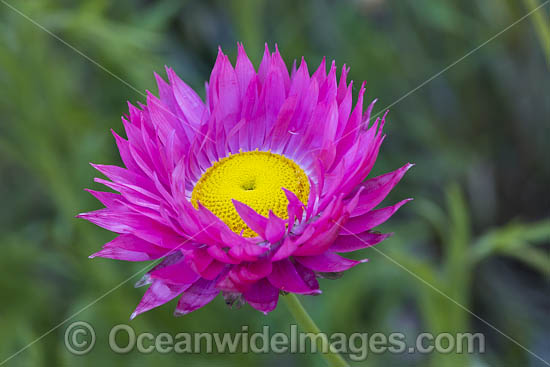 Pink Paper-daisy wildflower (Rhodanthe chlorocephala). Northern Heathland, Western Australia. Photo - Gary Bell Pink Paper-daisy wildflower (Rhodanthe chlorocephala). Northern Heathland, Western Australia. Photo - Gary Bell