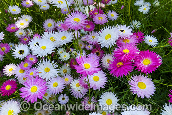 Pink Paper-daisy wildflower (Rhodanthe chlorocephala). Northern Heathland, Western Australia. Photo - Gary Bell Pink Paper-daisy wildflower (Rhodanthe chlorocephala). Northern Heathland, Western Australia. Photo - Gary Bell