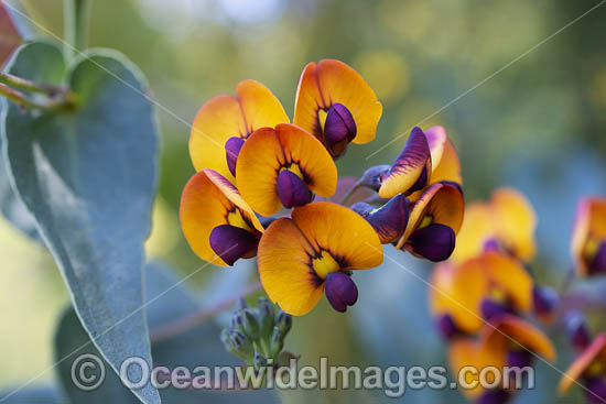 Bookleaf wildflower (Daviesia cordata). Found in south west forests, Western Australia. Photo - Gary Bell