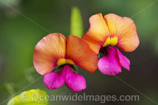 Heart-leaf Flame Pea wildflower (Chorizema cordatum). Swan Coastal Plain, Western Australia. Photo - Gary Bell Heart-leaf Flame Pea wildflower (Chorizema cordatum). Swan Coastal Plain, Western Australia. Photo - Gary Bell