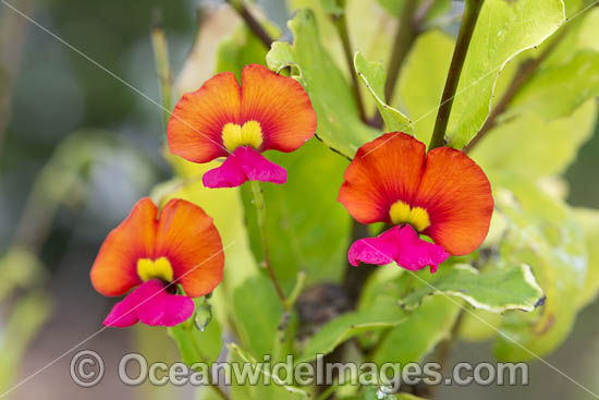 Heart-leaf Flame Pea wildflower photo