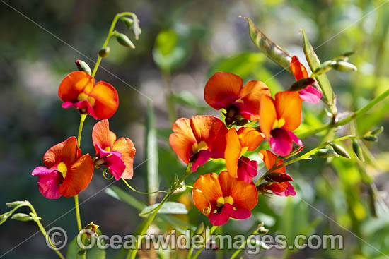 Heart-leaf Flame Pea wildflower photo