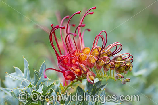 Fuchsia Grevillea wildflower photo