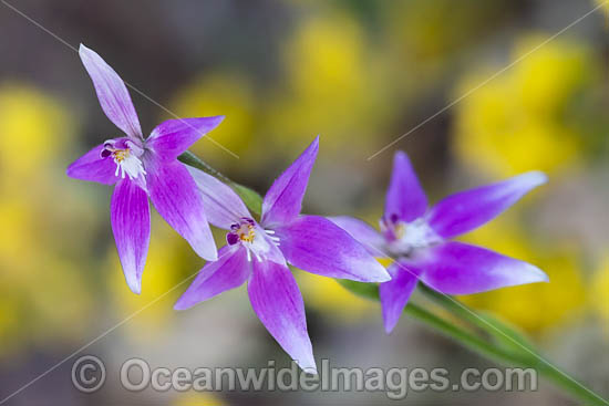 Pink Fairy Orchid (Caladenia latifolia). Found along the coast and in woodland between Kalbarri and Israelite Bay, Western Australia. Photo - Gary Bell Pink Fairy Orchid (Caladenia latifolia). Found along the coast and in woodland between Kalbarri and Israelite Bay, Western Australia. Photo - Gary Bell