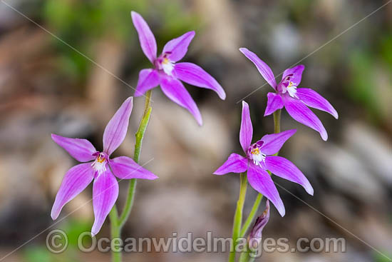 Pink Fairy Orchid (Caladenia latifolia). Found along the coast and in woodland between Kalbarri and Israelite Bay, Western Australia. Photo - Gary Bell Pink Fairy Orchid (Caladenia latifolia). Found along the coast and in woodland between Kalbarri and Israelite Bay, Western Australia. Photo - Gary Bell