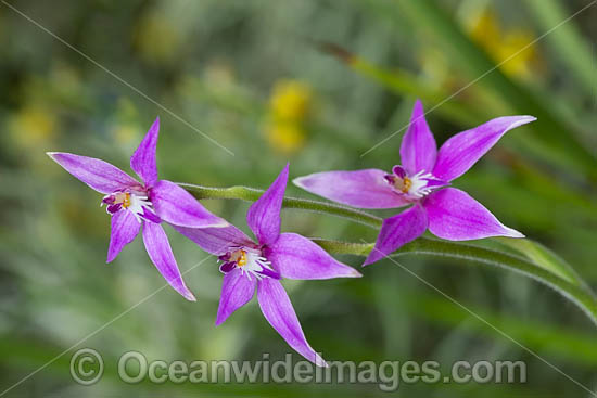 Pink Fairy Orchid (Caladenia latifolia). Found along the coast and in woodland between Kalbarri and Israelite Bay, Western Australia. Photo - Gary Bell Pink Fairy Orchid (Caladenia latifolia). Found along the coast and in woodland between Kalbarri and Israelite Bay, Western Australia. Photo - Gary Bell