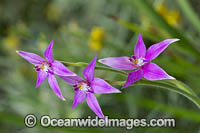 Pink Fairy Orchid Photo - Gary Bell