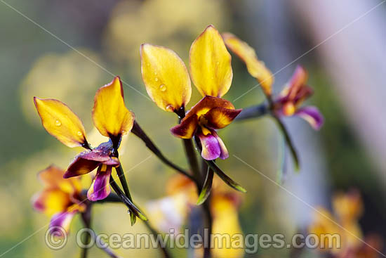 Donkey Orchid wildflower (Diuris corymbosa). Western Australia. Photo - Gary Bell Donkey Orchid wildflower (Diuris corymbosa). Western Australia. Photo - Gary Bell