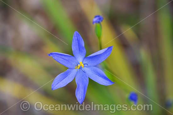Morning Iris wildflower (Orthrosanthus laxus). Western Australia. Photo - Gary Bell Morning Iris wildflower (Orthrosanthus laxus). Western Australia. Photo - Gary Bell