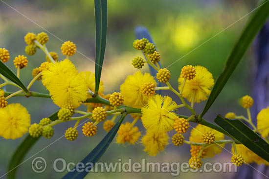 Goldern Wattle wildflower photo