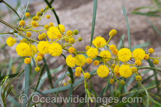 Goldern Wattle wildflower photo