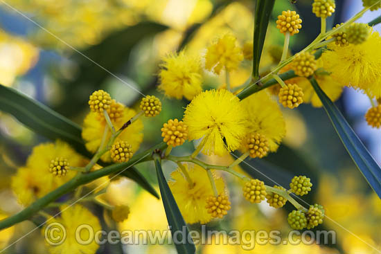 Goldern Wattle wildflower photo