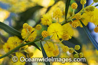 Goldern Wattle wildflower Photo - Gary Bell