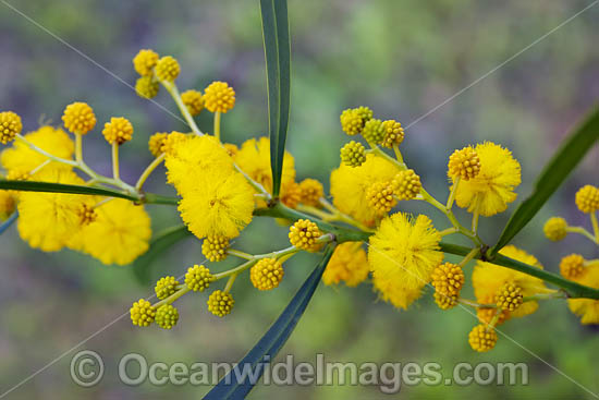 Goldern Wattle wildflower (Acacia pycnantha). Found in forest understory throughout Australia. Photo - Gary Bell Goldern Wattle wildflower (Acacia pycnantha). Found in forest understory throughout Australia. Photo - Gary Bell