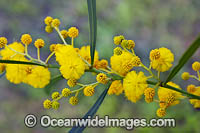 Goldern Wattle wildflower Photo - Gary Bell