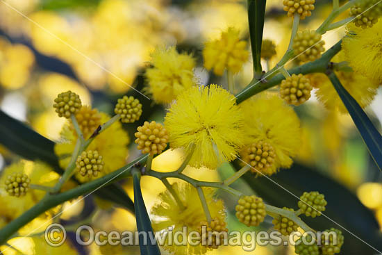 Goldern Wattle wildflower photo