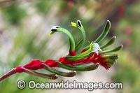 Mangles Kangaroo Paw Photo - Gary Bell