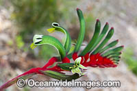 Mangles Kangaroo Paw Photo - Gary Bell