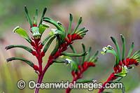 Mangles Kangaroo Paw Photo - Gary Bell