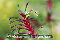 Mangles Kangaroo Paw Photo - Gary Bell