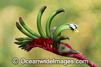 Mangles Kangaroo Paw Photo - Gary Bell