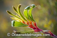 Anniversary Gold Kangaroo Paw Photo - Gary Bell