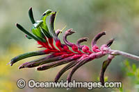 Mangles Kangaroo Paw Photo - Gary Bell