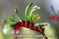 Mangles Kangaroo Paw Photo - Gary Bell