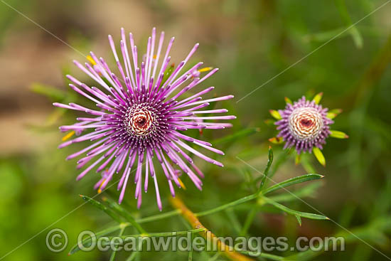 Spreading Coneflower wildflower (Isopogon divergens). Noerthern Heathland Western Australia. Photo - Gary Bell Spreading Coneflower wildflower (Isopogon divergens). Noerthern Heathland Western Australia. Photo - Gary Bell