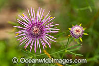 Spreading Coneflower wildflower Photo - Gary Bell