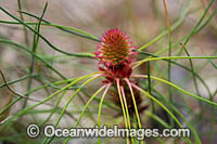 Petrophile wildflower Photo - Gary Bell