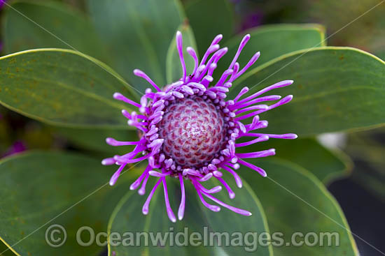 Pink Coneflower (Isopogon cuneatus). Endemic to Stirling Range National Park, Western Australia. Photo - Gary Bell Pink Coneflower (Isopogon cuneatus). Endemic to Stirling Range National Park, Western Australia. Photo - Gary Bell