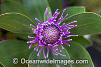 Pink Coneflower Photo - Gary Bell