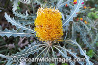 Audax Banksia wildflower Photo - Gary Bell