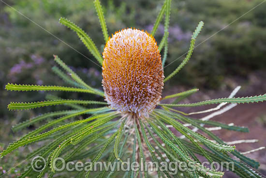 Hooker's Banksia wildflower (Banksia hookeriana). Northern Heathland, Western Australia. Photo - Gary Bell Hooker's Banksia wildflower (Banksia hookeriana). Northern Heathland, Western Australia. Photo - Gary Bell